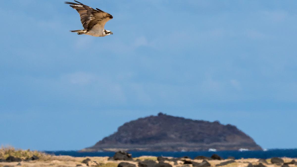 El guirre es una de las aves rapaces autóctonas que encuentran refugio en Alegranza.