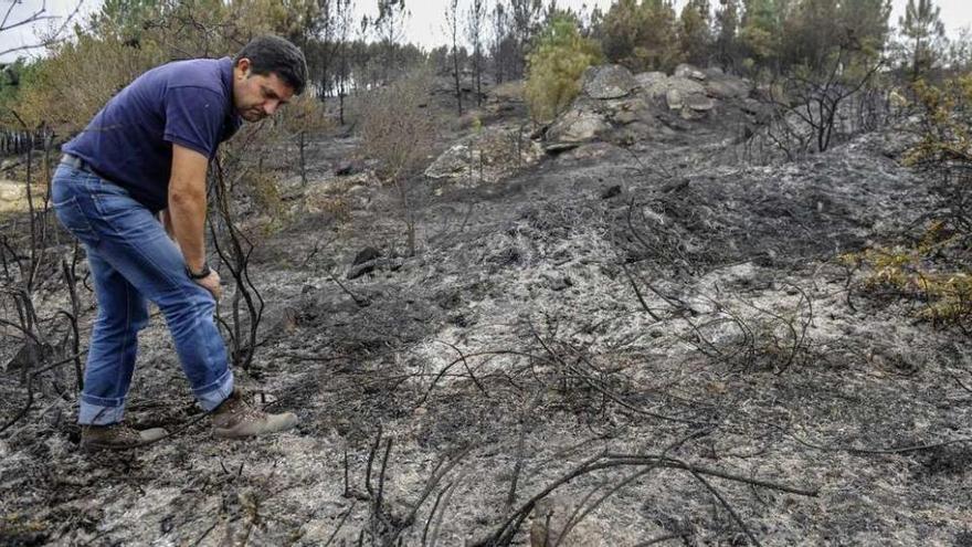 Un agente forestal busca pruebas en el incendio de Nogueira de Ramuín. // Brais Lorenzo