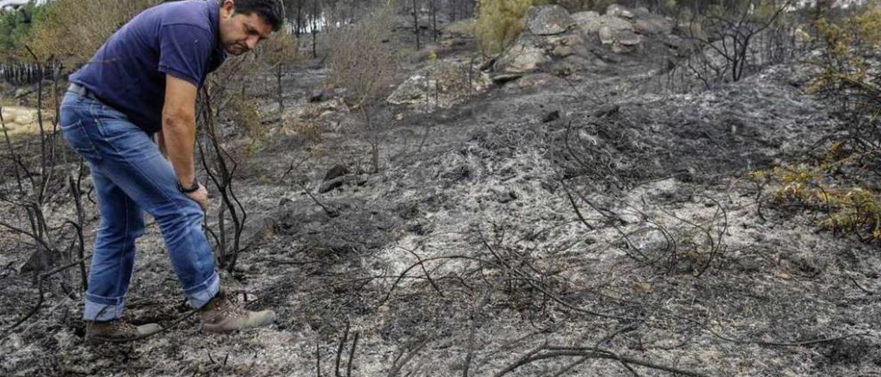 Un agente forestal busca pruebas en el incendio de Nogueira de Ramuín. // Brais Lorenzo