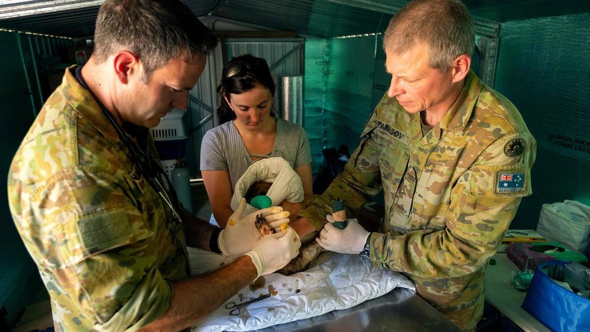 Militares ayudan en las tareas de tratamiento y cura de koalas en la isla de Kangaroo, en el sur de Australia