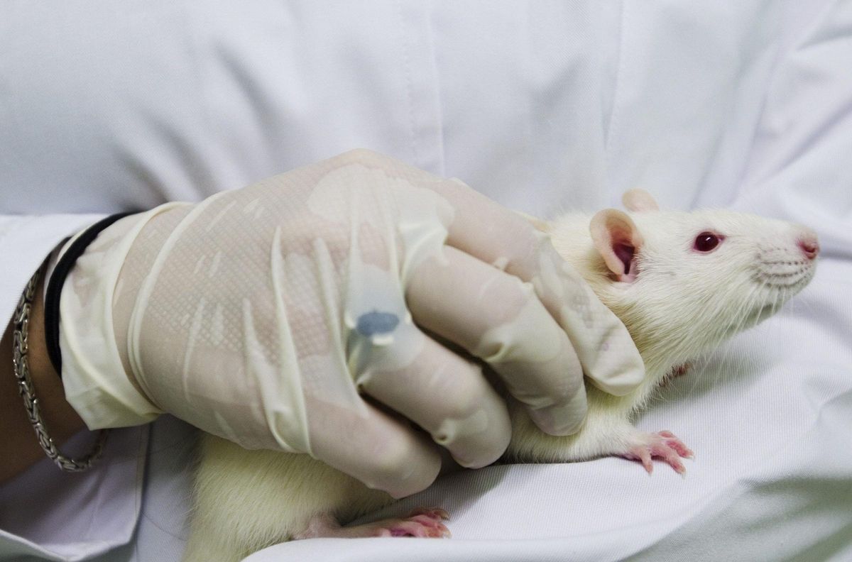 El estudio comprobó el efecto de distintas fibras vegetales en el metabolismo de unos ratones.