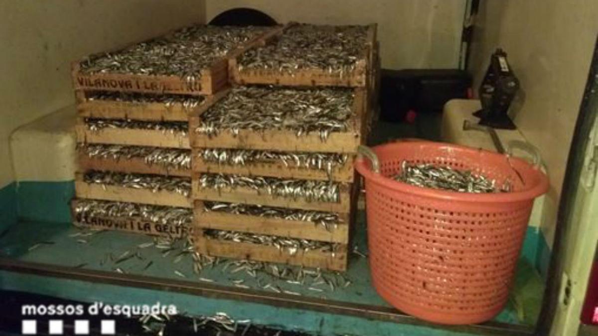 Imágenes de los 600 kilos de pescado decomisado en la Mar Bella.