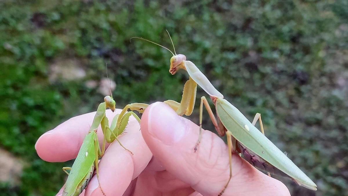 MANTIS GIGANTES | Llegan a España las ‘mantis’ gigantes, capaces de devorar lagartijas y ranas