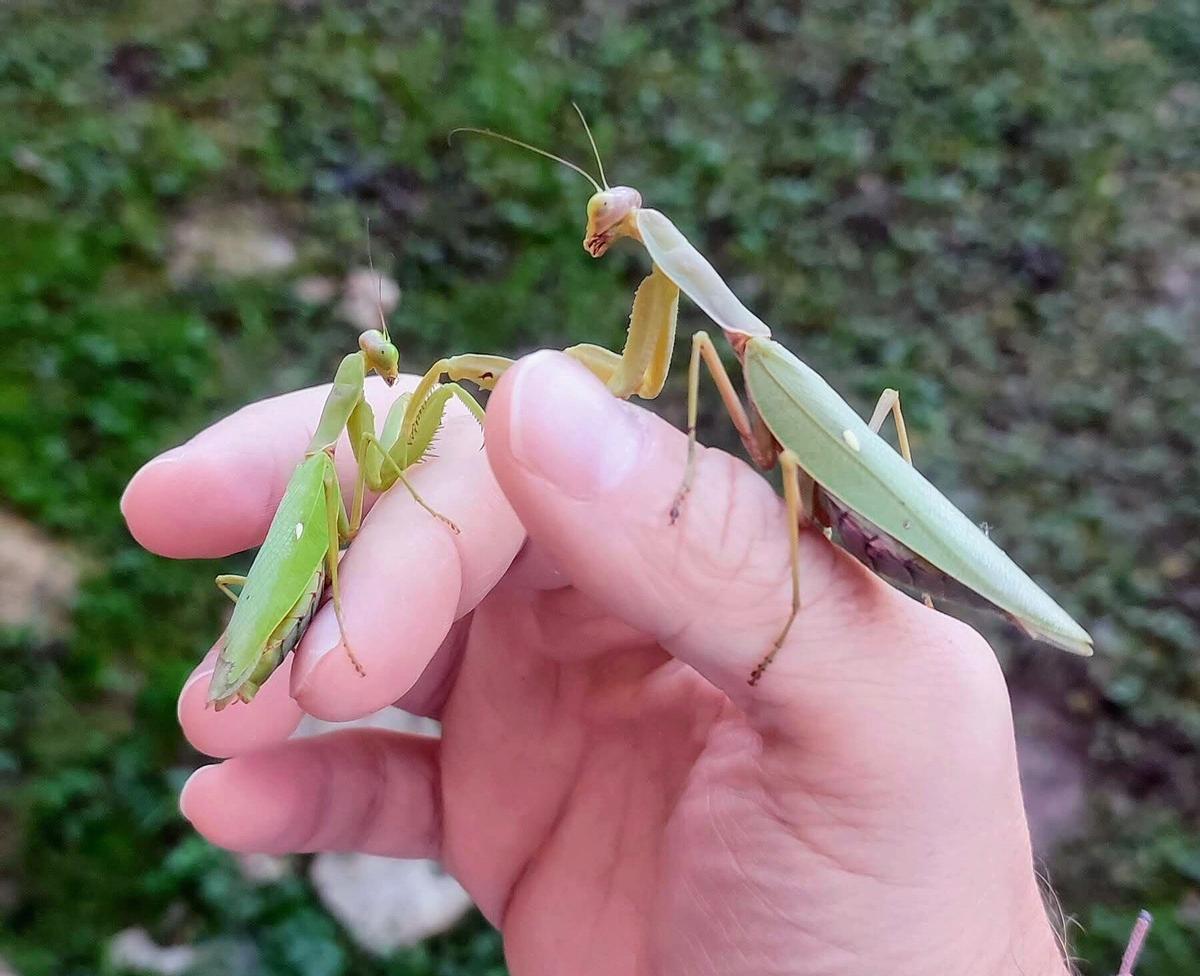 Las dos nuevas especies de mantis exóticas e invasoras llegadas a Europa (la de la derecha, localizada ya en España)