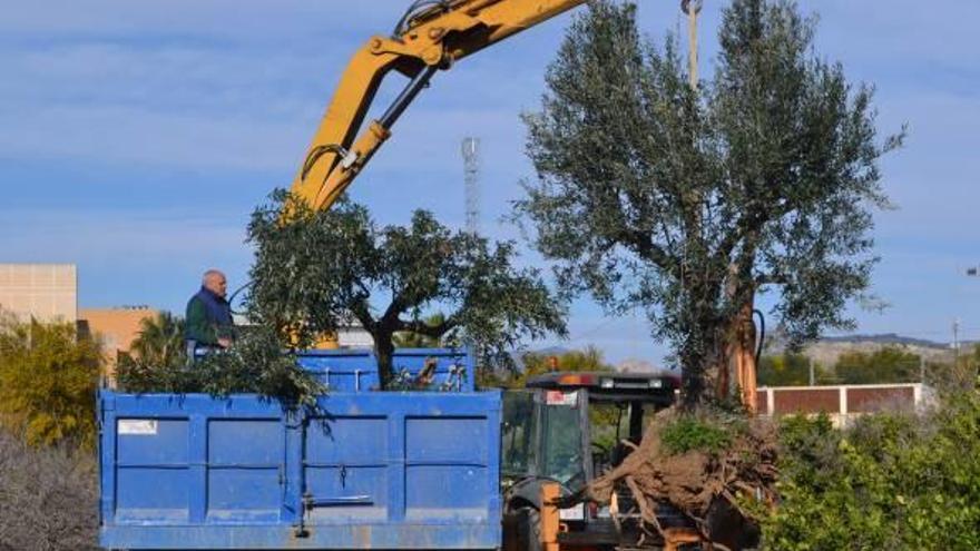 Reubican tres árboles de un solar del hospital de La Vila