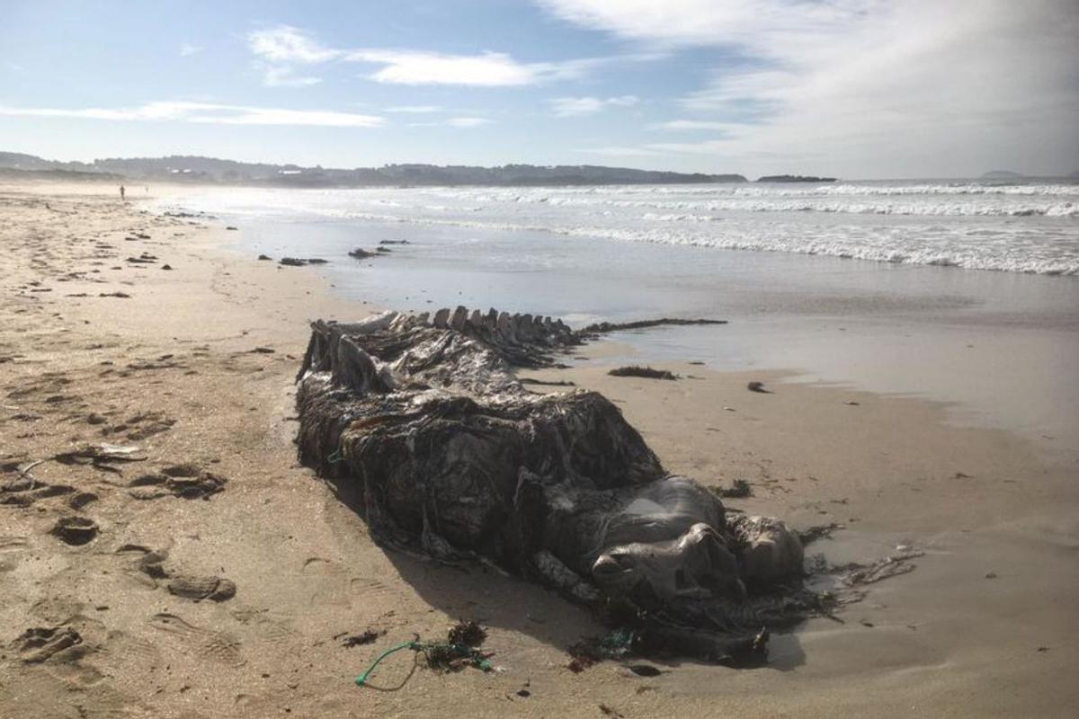 Los restos de una ballena aparecidos hace dos años. |   // FDV