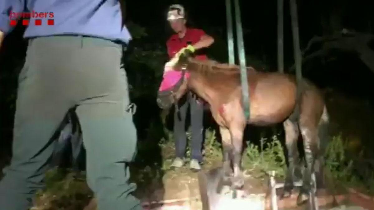 Los Bombers rescatan a un caballo que había caído en una fosa séptica en Terrassa