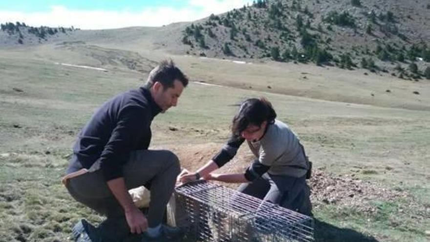 Alliberament de les marmotes del Pirineu, en imatge d&#039;arxiu.