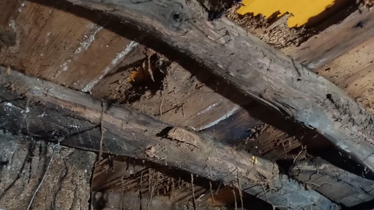 El invierno dispara las alertas por termitas en Galicia: devoran la ciudad y el rural