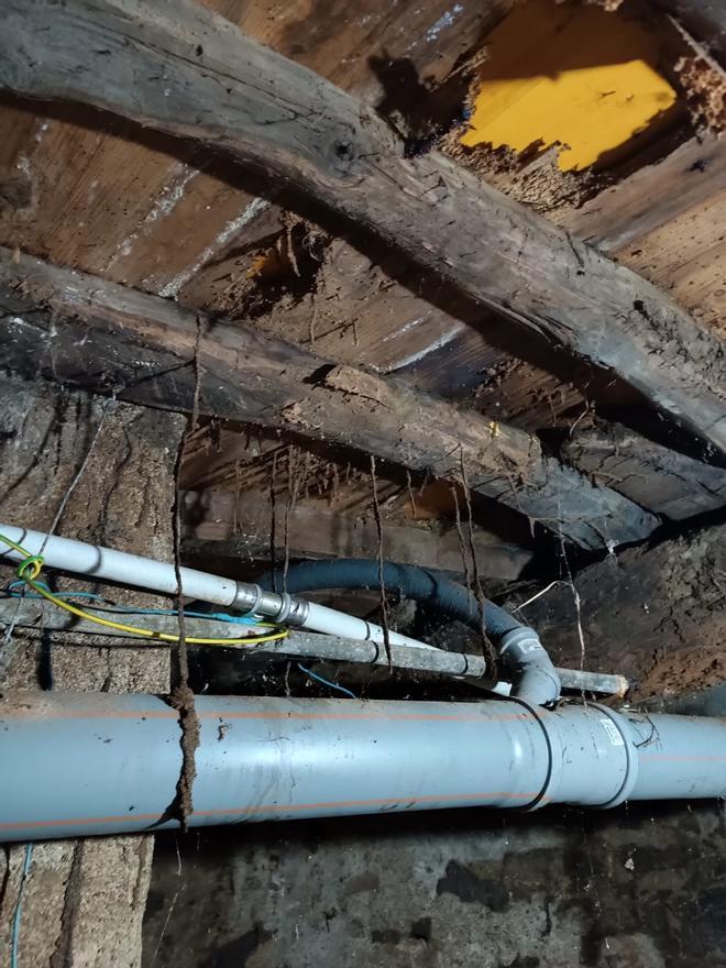 El invierno dispara las alertas por termitas en Galicia: devoran la ciudad y el rural