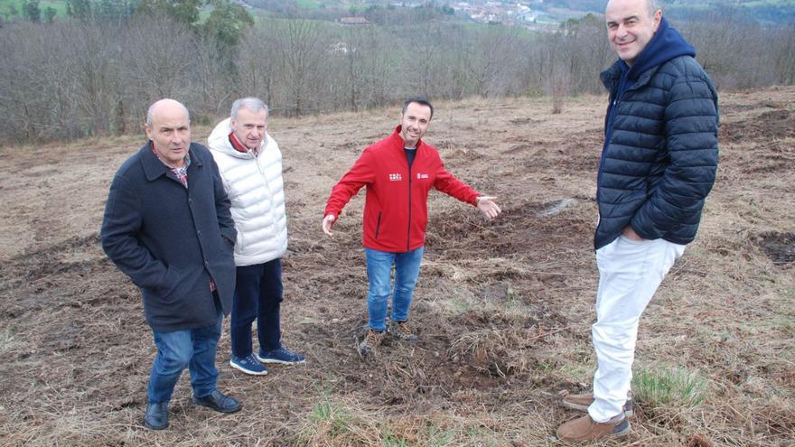 Iniciativa pionera en la comarca: Parres repuebla sus montes para el cultivo de castaña