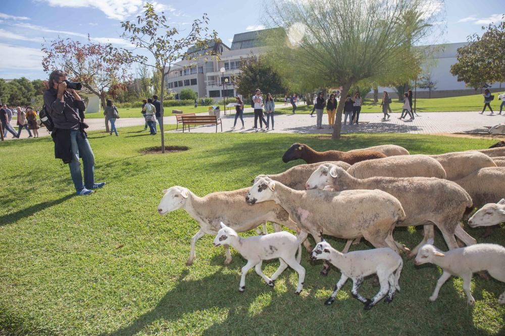 Ovejas por la Universidad