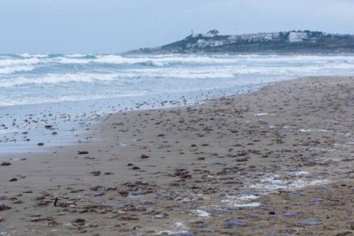 Plaga de medusas en la Playa de San Juan