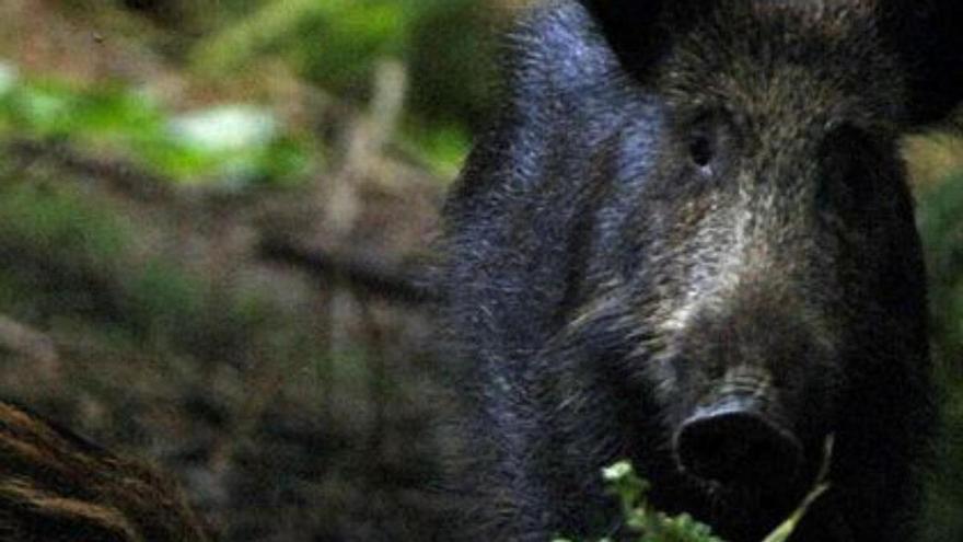 La fauna salvaje causa daños en los viñedos de O Ribeiro