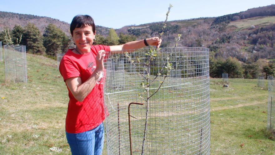 Planten 250 pomeres de muntanya a Rocabruna en una prova per recuperar varietats autòctones resistents a la sequera
