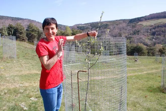 Planten 250 pomeres de muntanya a Rocabruna en una prova per recuperar varietats autòctones resistents a la sequera