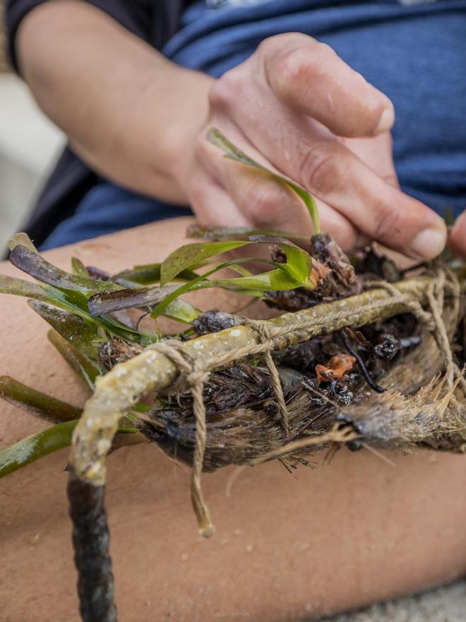 Eine der Methoden zum Nachpflanzen ist es, Posidonia an Metallstäben anzubringen.