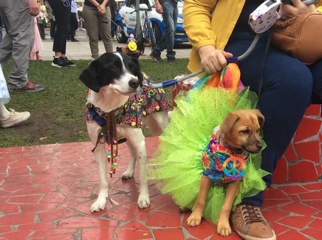 Carnaval de Las Palmas de Gran Canaria 2017: Carnaval Canino