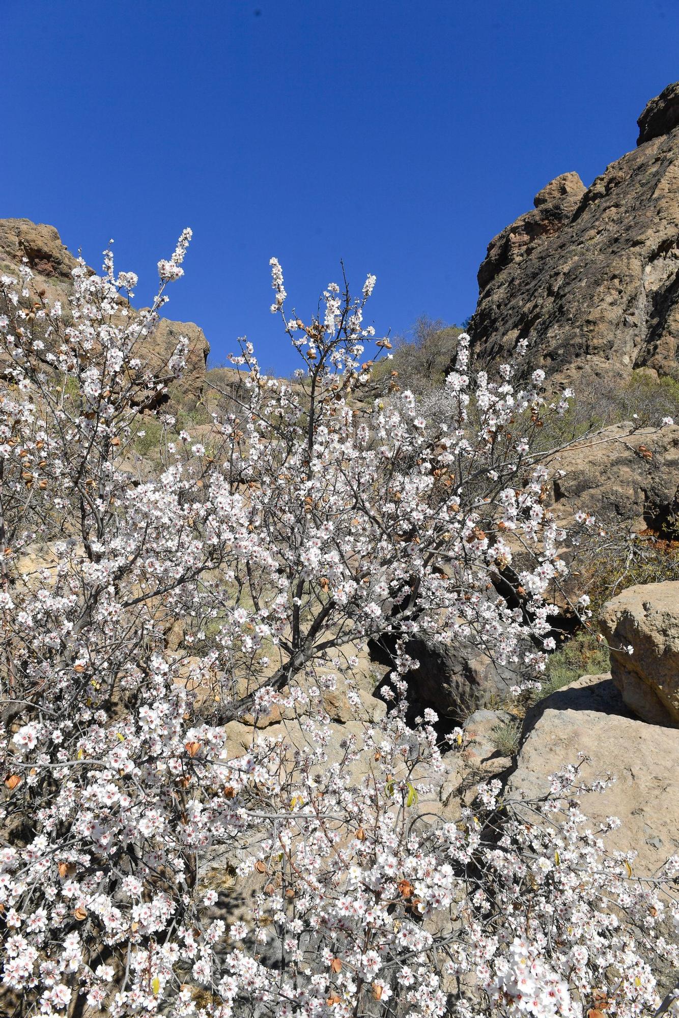 Almendros en flor en Tejeda