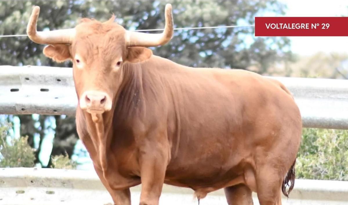 Toro de la ganadería de Voltalegre que se ha exhibido en fiestas de Vilafranca y ha alcanzado al joven de Cinctorres.