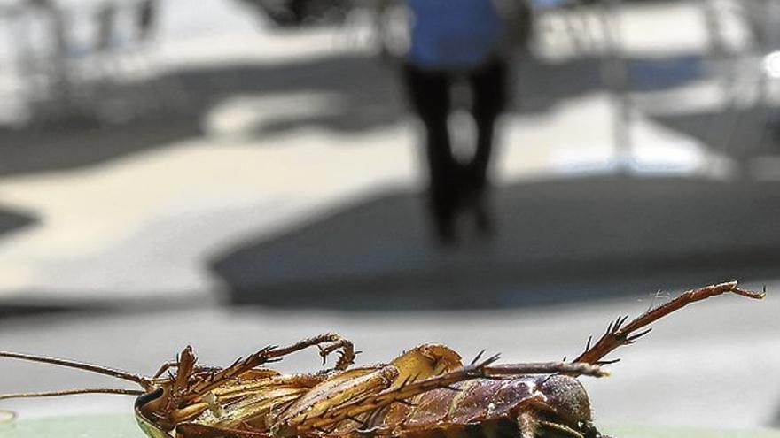 Conyser realiza una segunda batida para acabar con los focos de la cucaracha invasora