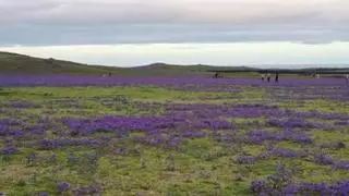 Las lluvias transforman Canarias: el paisaje violeta que se ha hecho viral este invierno
