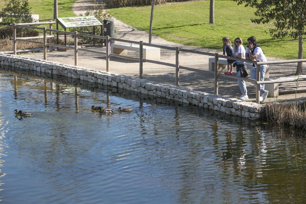 El parque La Marjal, hábitat para un centenar de especies de aves en la playa de San Juan de Alicante