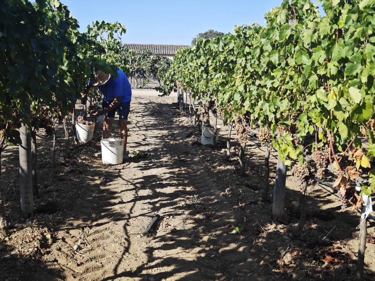 Agricultura en Mallorca: Así puede adaptarse la viña al cambio climático