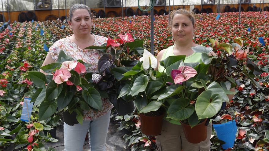 El mayor vivero de España de “anthurium” tiene 40.000 metros de esta planta en Tomiño