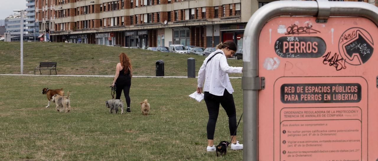 Gráfico: ¿Dónde están todas las zonas para perros de Gijón? - La Nueva  España