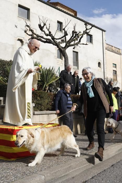 Desfilada de la Festa de Sant Antoni Abad al barri de Palau-sacosta i benedicció dels animals