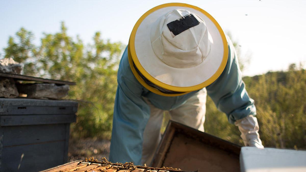 Buscando nuevos lugares para las abejas en Ibiza.