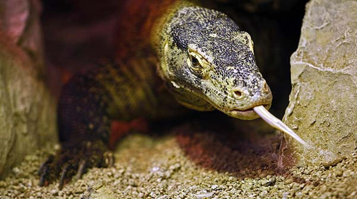 El Zoo de Barcelona compleix 120 anys.