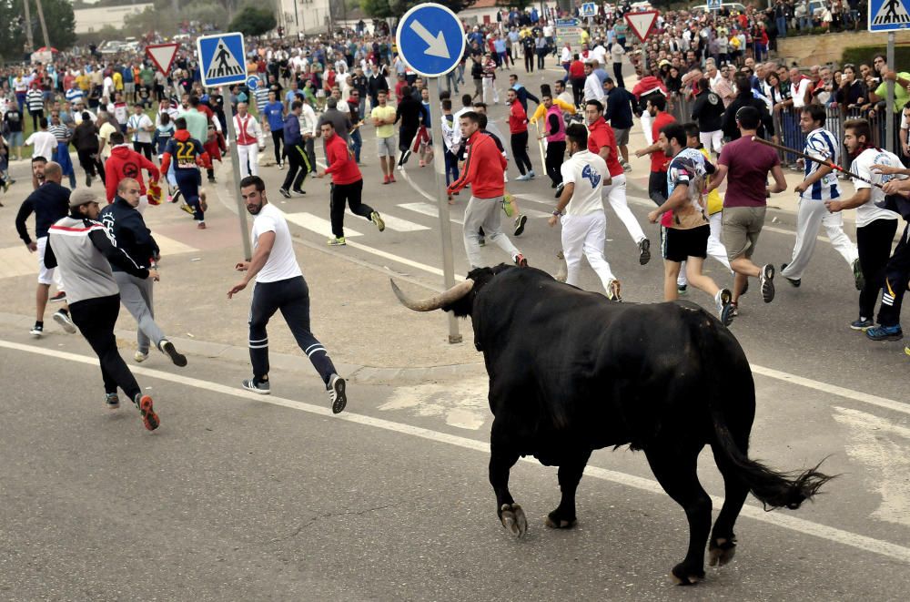 Toro de la Peña en Tordesillas