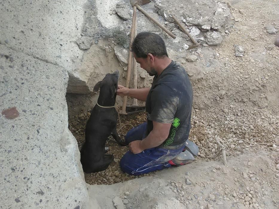 Rescate de perro cazador entaliscado en Abades
