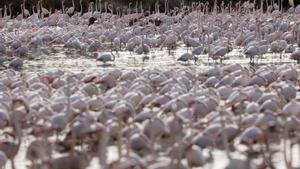 Arroceros de Valencia alertan de que la masiva presencia de flamencos amenaza los cultivos