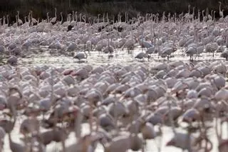 La masiva presencia de flamencos amenaza los cultivos de arroz en Valencia