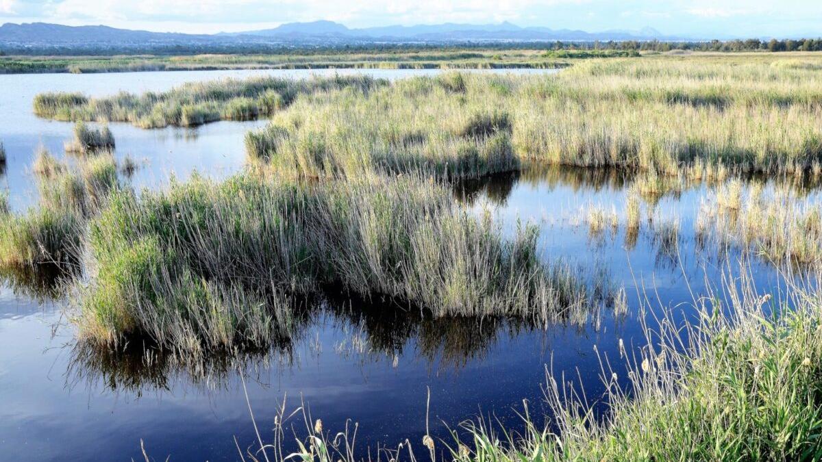 ¿Por qué los humedales son un arma contra el cambio climático?