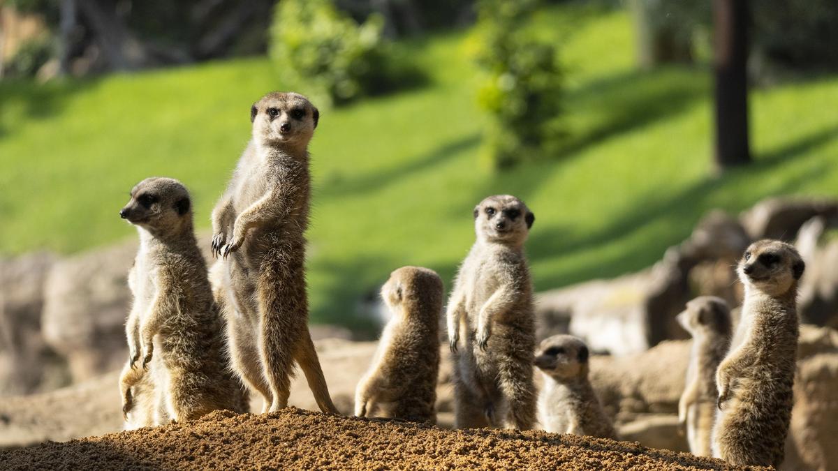 BIOPARC Valencia permite la posibilidad de observar algunos de los parajes más amenazados de África.