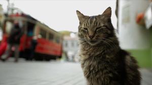 ealos39393431 fotograma del documental kedi para el icult170722163833