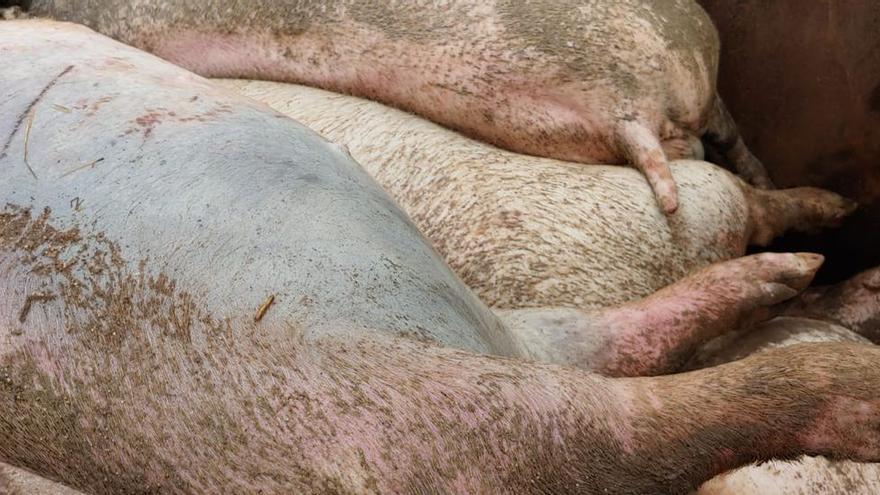 La escasez de pienso provoca casos de canibalismo entre cerdos