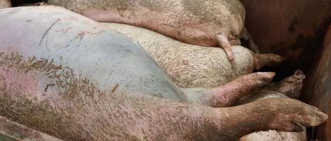La escasez de pienso provoca casos de canibalismo entre cerdos