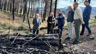La Generalitat invertirá 1,3 millones en 2024 para restaurar los terrenos afectados por el incendio de Bejís