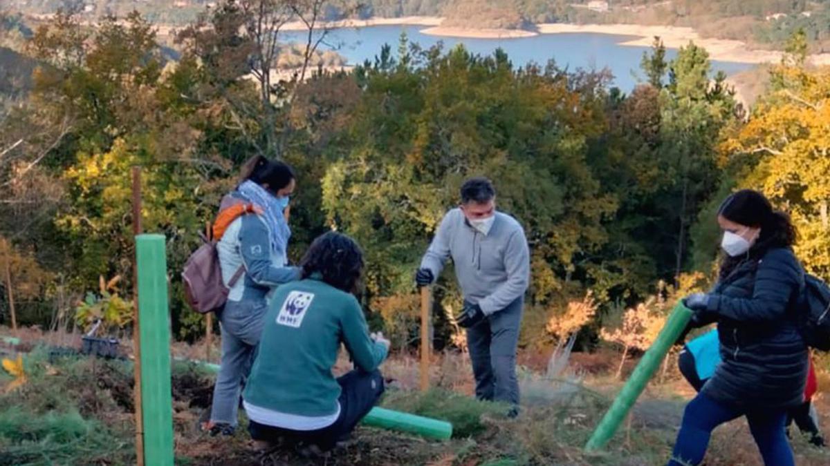 Velgasa-Eroski y sus clientes plantaron árboles en el Xurés  | FDV