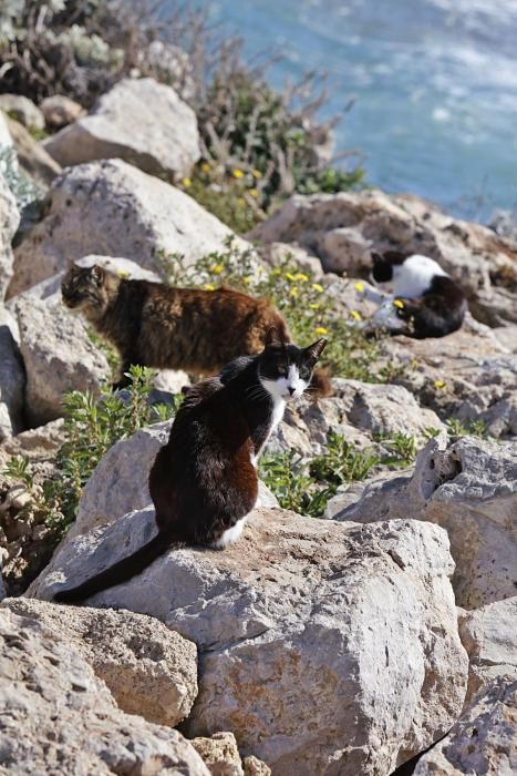 Die Katzen an Palmas Stadtstrand fristen ein trauriges Dasein.