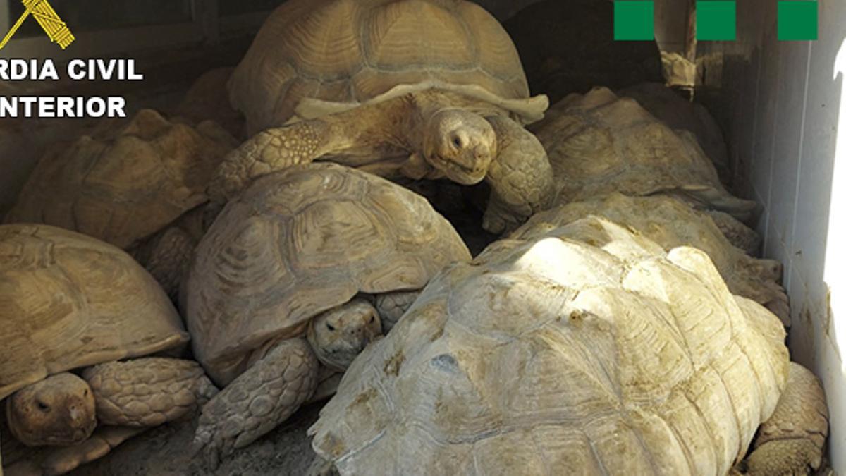 La operación de la Guardia Civil contra el tráfico ilegal de tortugas protegidas de octubre del 2020.