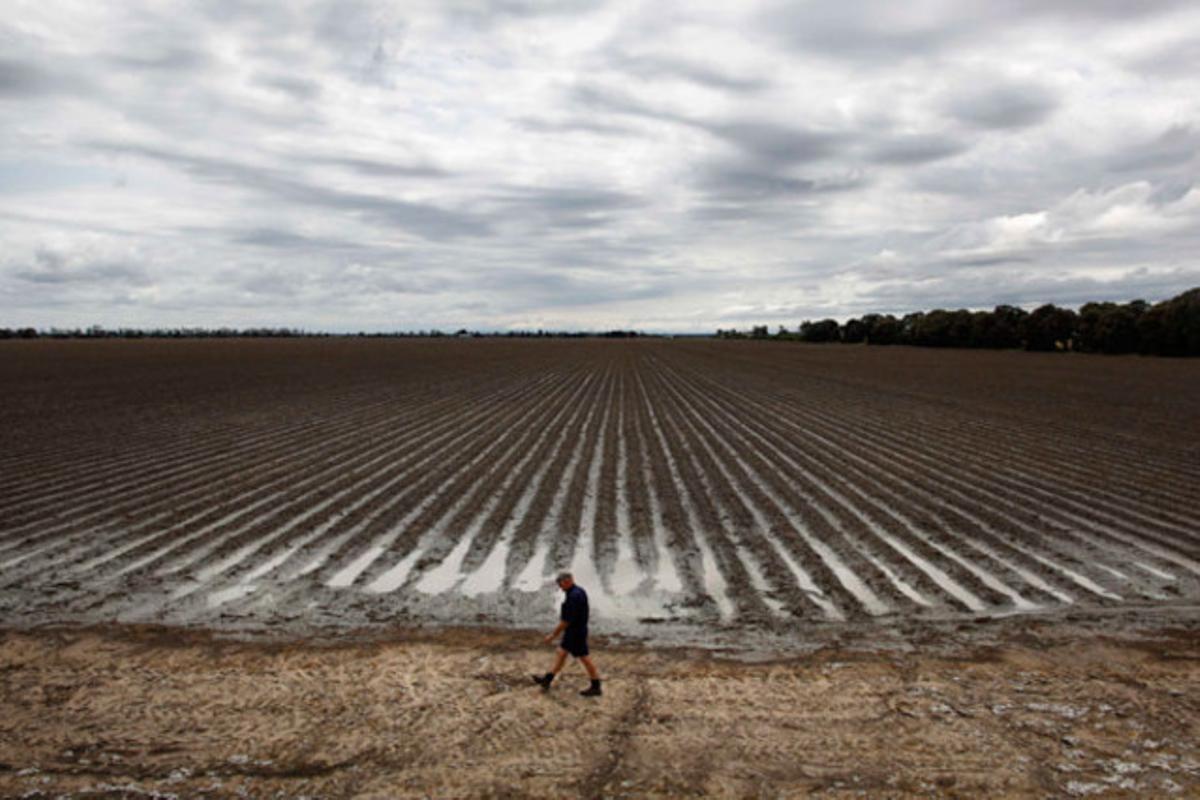 Un pagès camina al costat d’una plantació de cotó a Dalby (Austràlia).