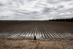 Un pagès camina al costat d’una plantació de cotó a Dalby (Austràlia).