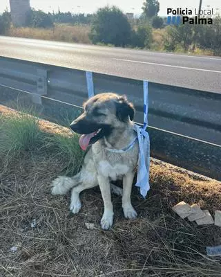 La Policía Local de Palma rescata un perro de gran tamaño que deambulaba por la carretera cerca de s'Aranjassa