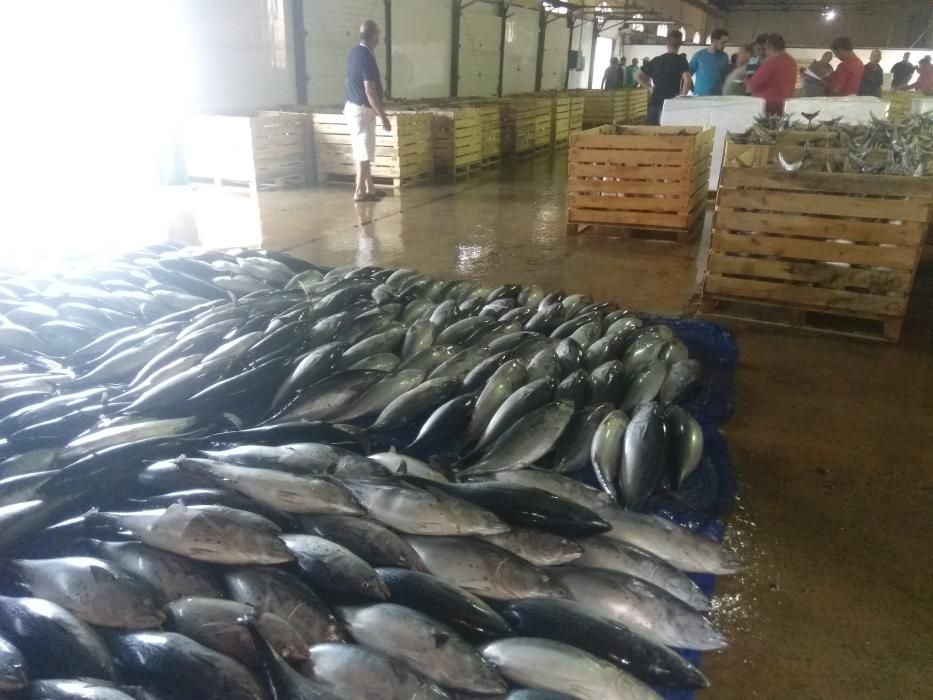 Las flotas de cerco de Murcia, Almería y Alicante han capturado 30.000 kilos de bacoretas que se han vendido en la lonja de Torrevieja